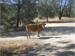 4463318-Stray_Cattle_Lake_Isabella