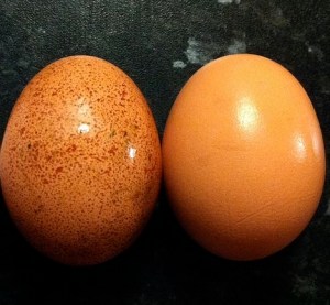 800px-Egg_colours