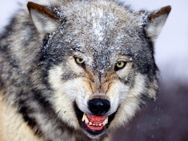 Snarling-Gray-Wolf