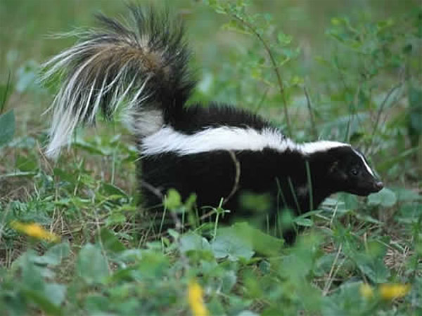 Mercy! A Skunk!?: Traditional Schools versus Charter School&nbsp;Achievement