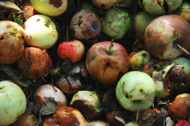 Gulen-affiliated charter schools are bad&nbsp;apples?